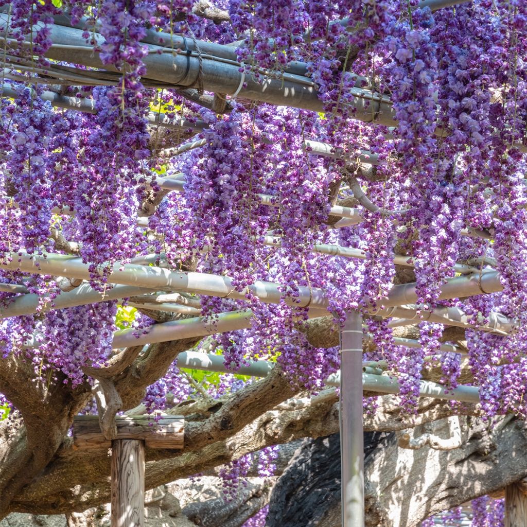 Wisteria sinensis Flore Pleno - Glicinia