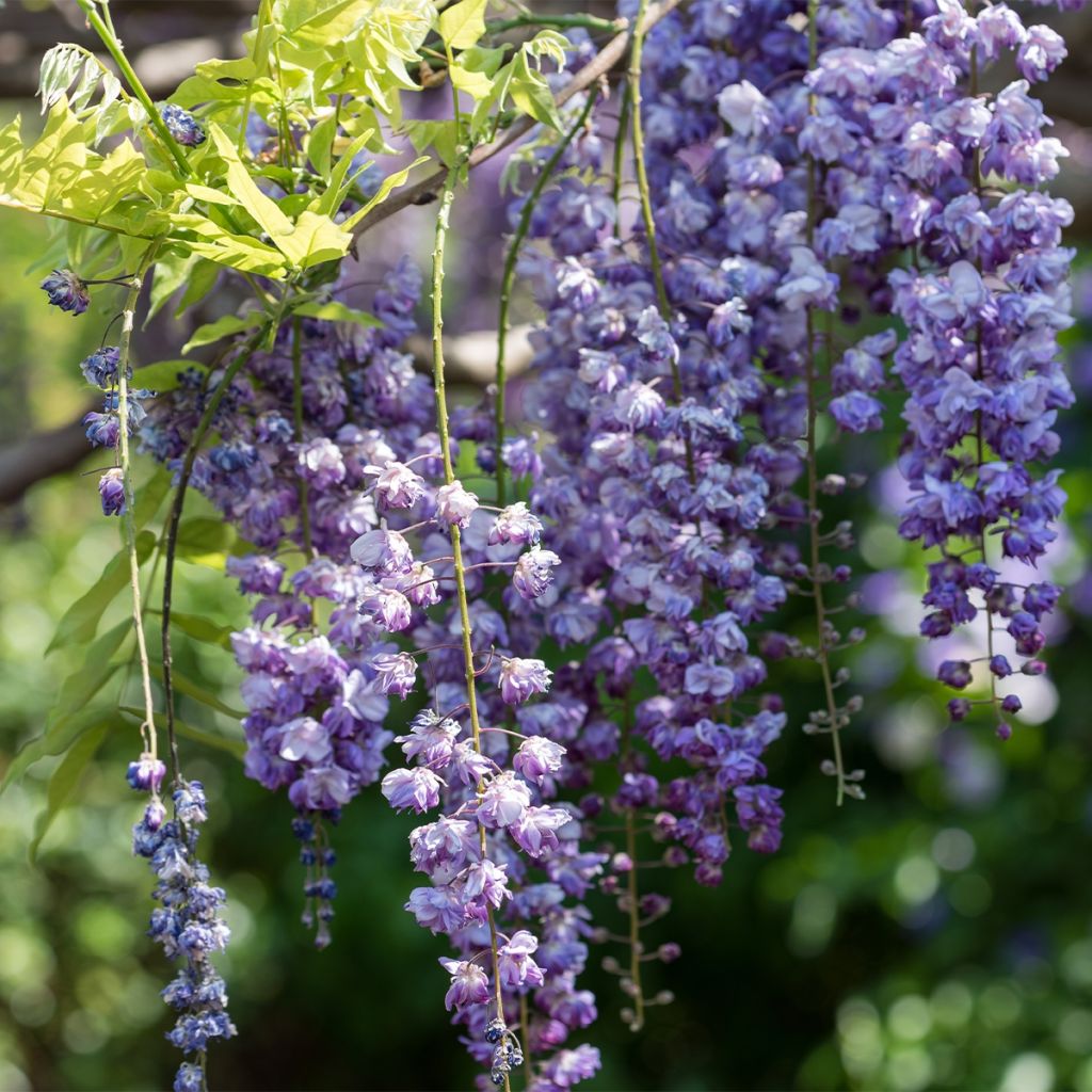 Wisteria floribunda Ed's Blue Dragon - Glicinia japonesa