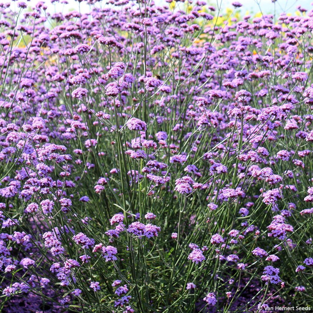 Hierba mora Vanity (semillas) - Verbena bonariensis