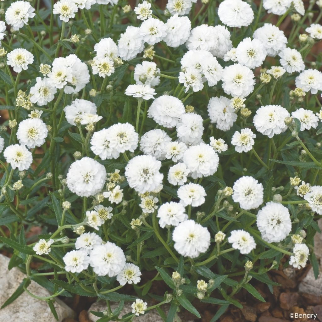 Achillea ptarmica Marshmallow (Semillas recubiertas) - Hierba estornudo
