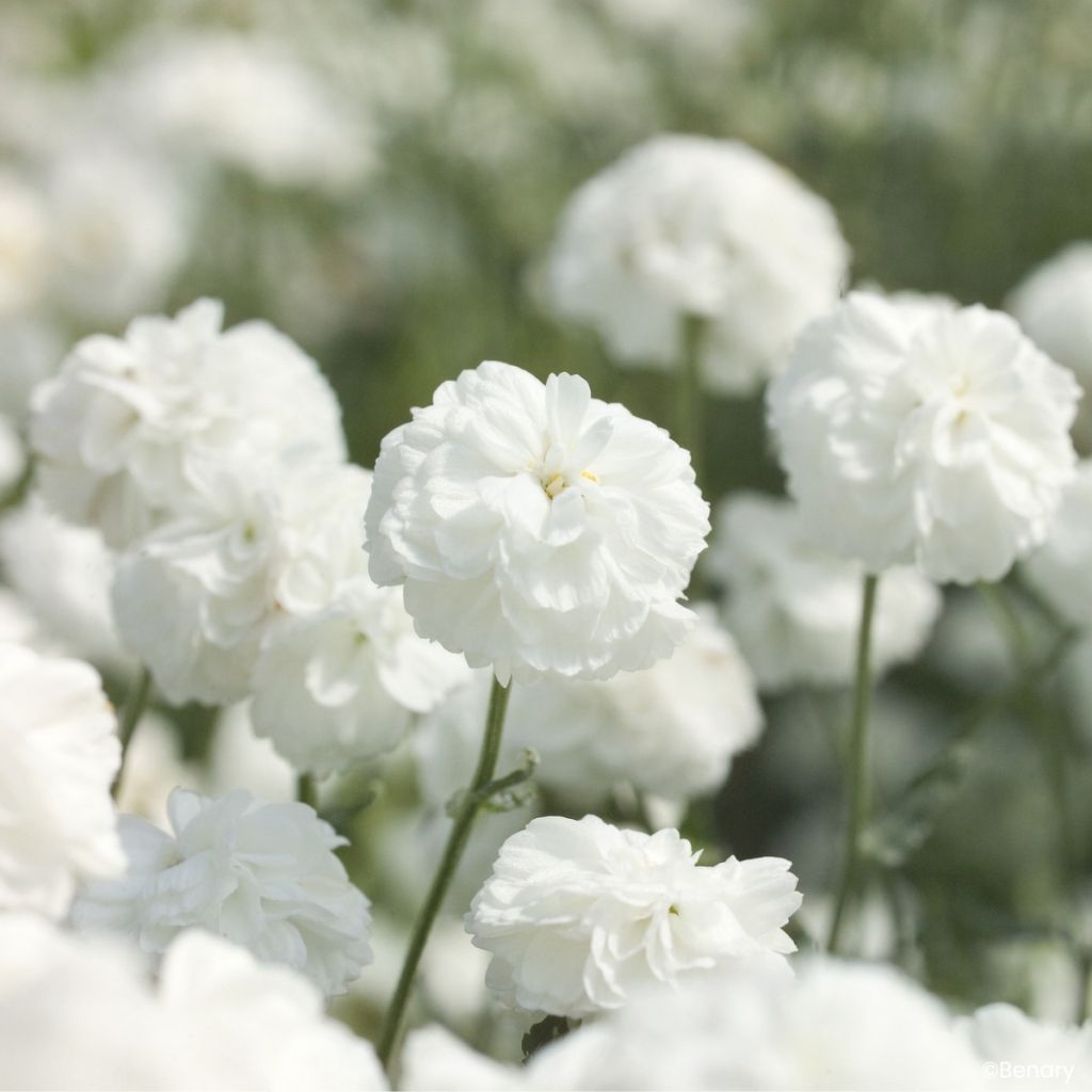 Achillea ptarmica Marshmallow (Semillas recubiertas) - Hierba estornudo