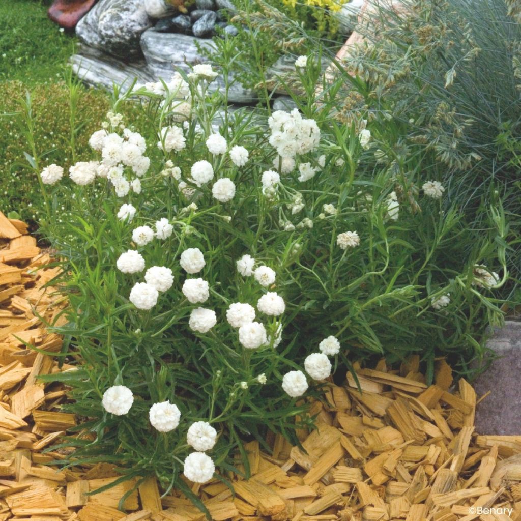 Achillea ptarmica Marshmallow (Semillas recubiertas) - Hierba estornudo