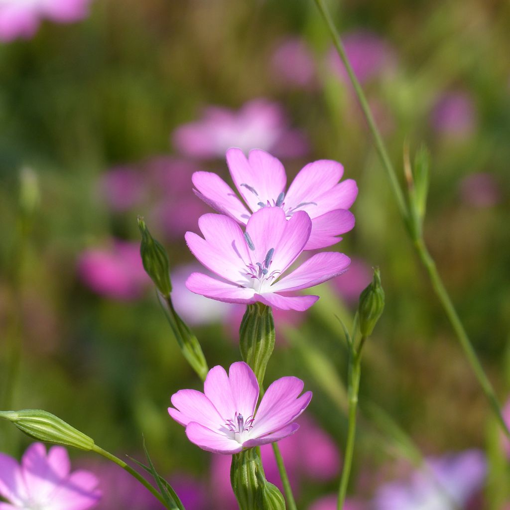 Semillas de Agrostemma coeli-rosa - Neguilla