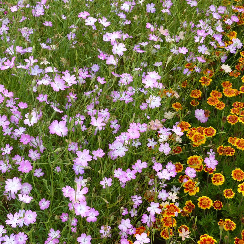 Semillas de Agrostemma coeli-rosa - Neguilla