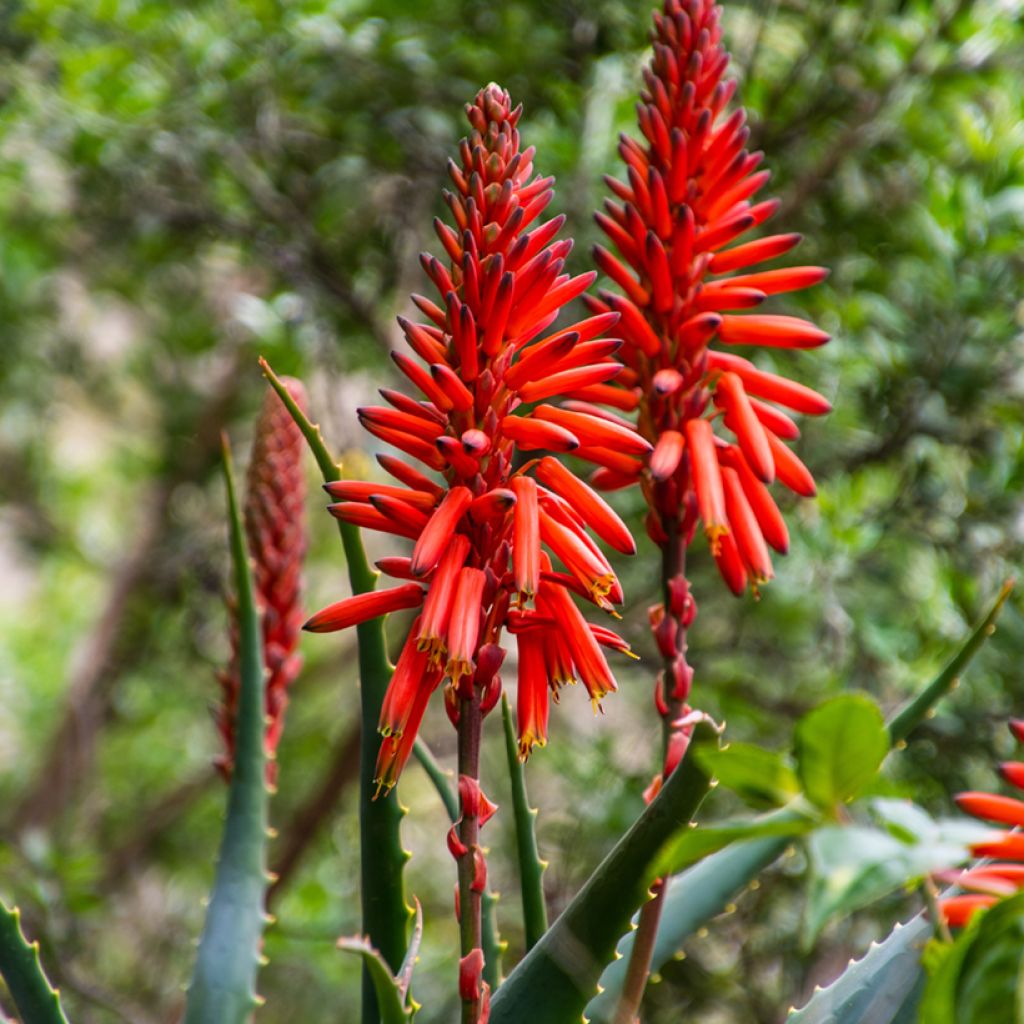 Semillas de Aloe arborescens