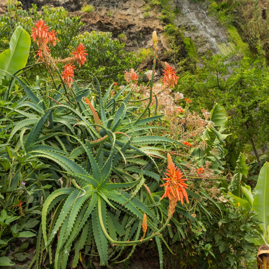 Semillas de Aloe arborescens