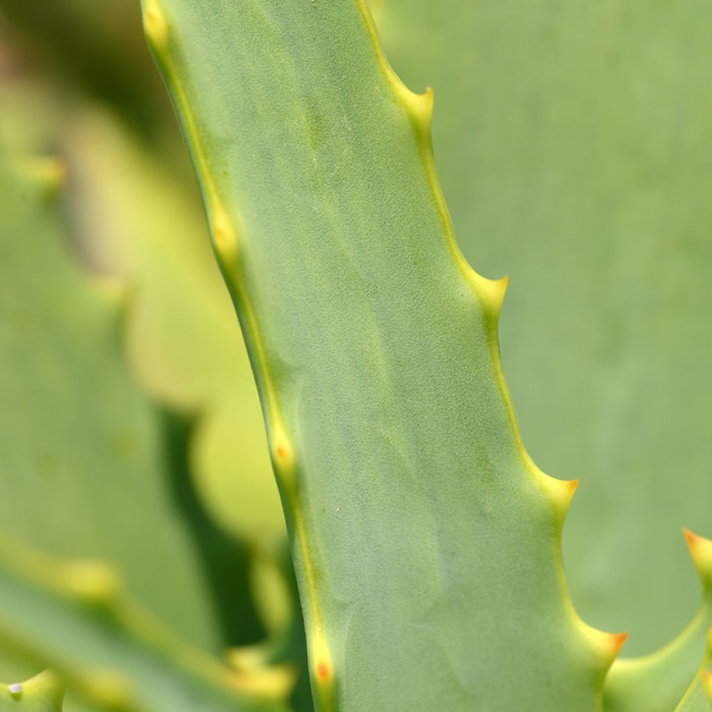 Semillas de Aloe arborescens