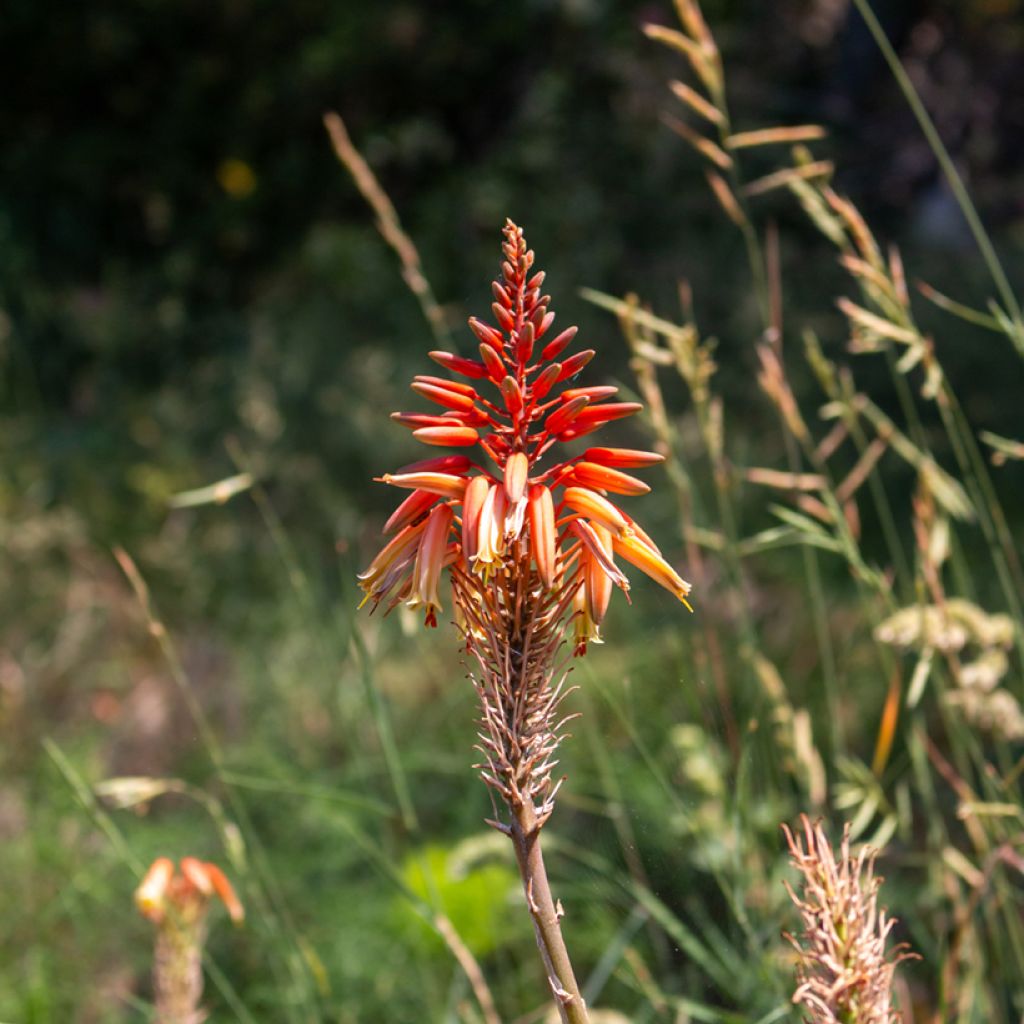 Semillas de Aloe arborescens