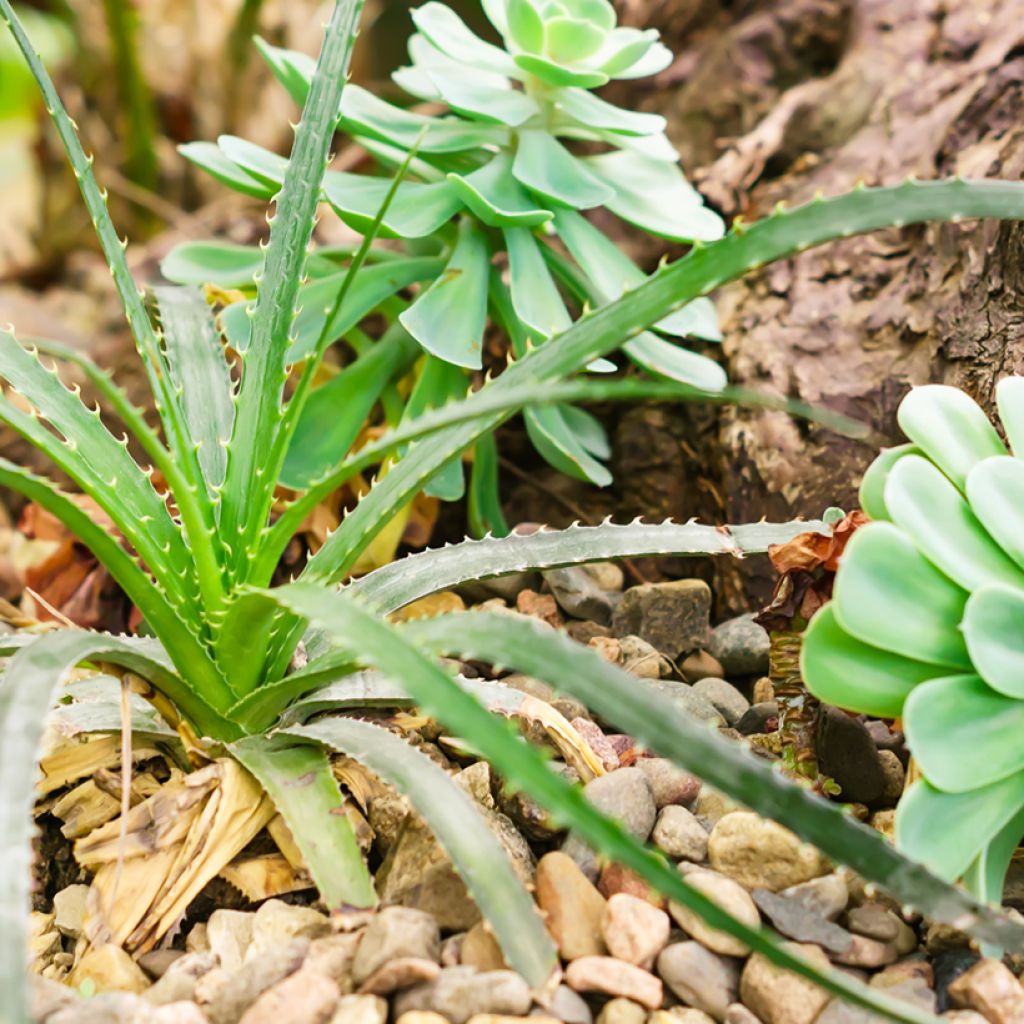 Semillas de Aloe arborescens