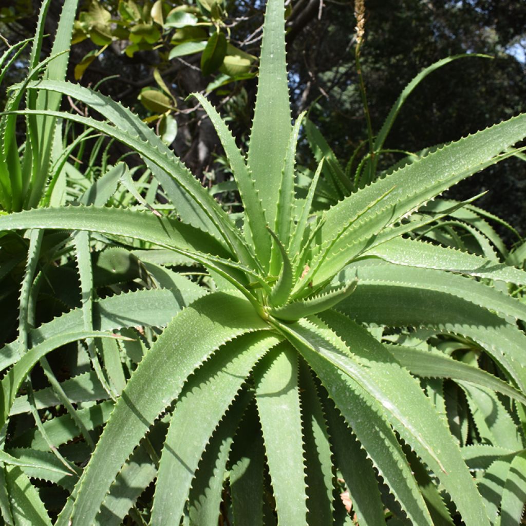 Semillas de Aloe arborescens