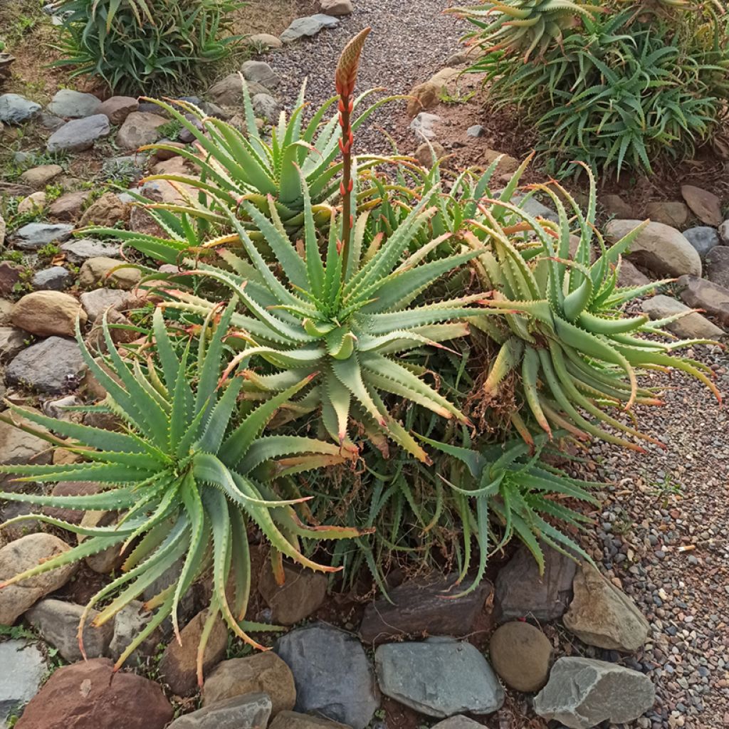 Semillas de Aloe arborescens