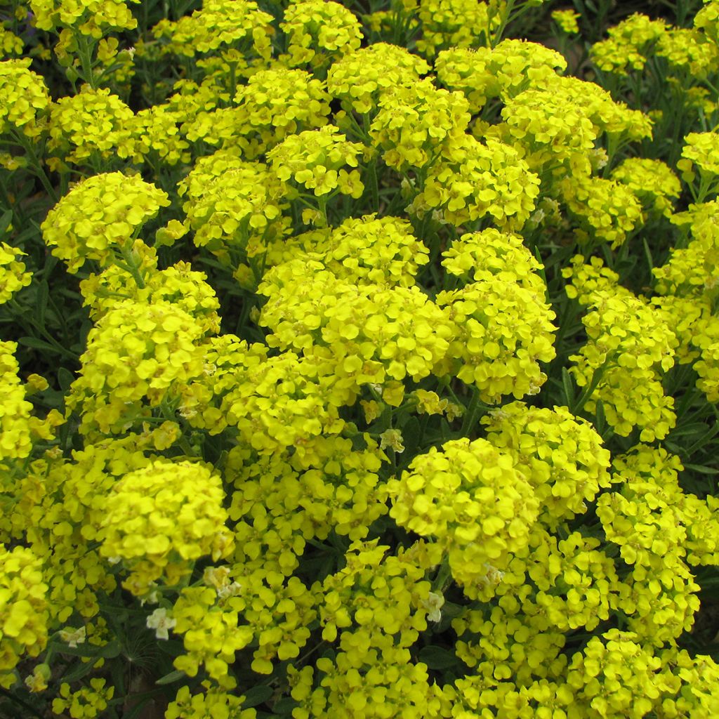 Alyssum montanum Mountain Gold (semillas) - Aliso dorado de montaña
