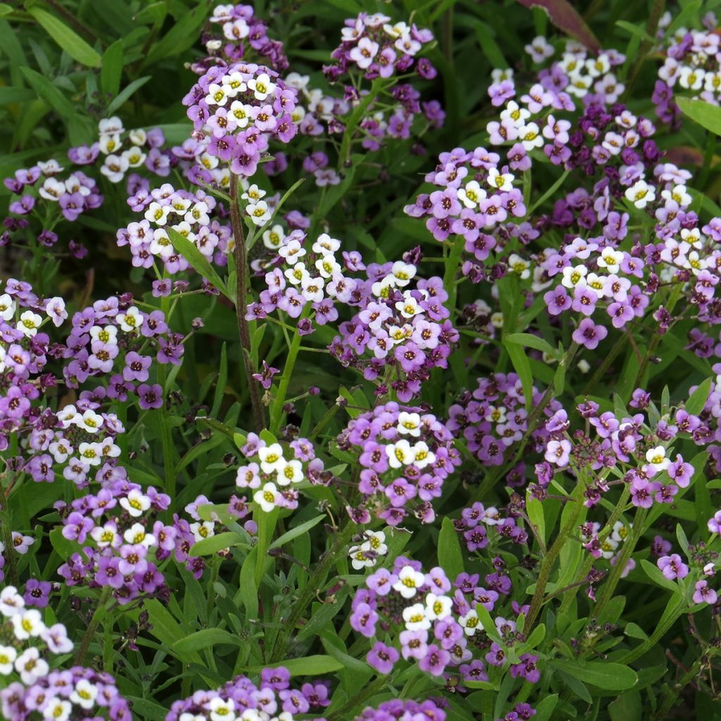 Aliso marítimo Royal Carpet - Lobularia maritima