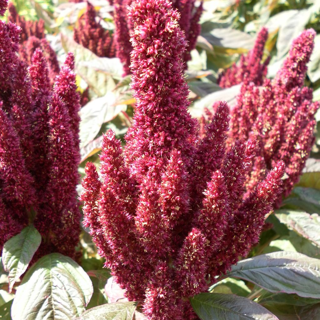 Amaranthus Pygmy Torch (semillas) - Amaranto