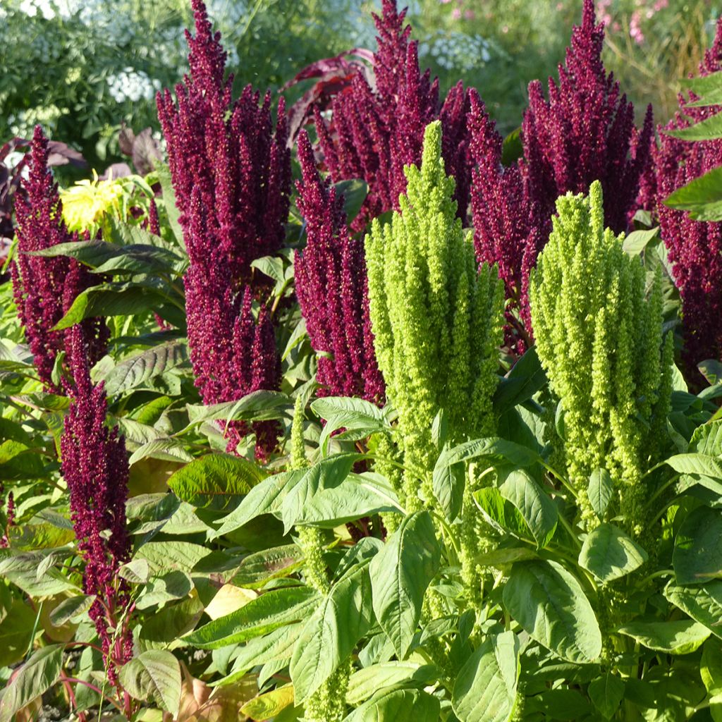 Amaranthus Pygmy Torch (semillas) - Amaranto