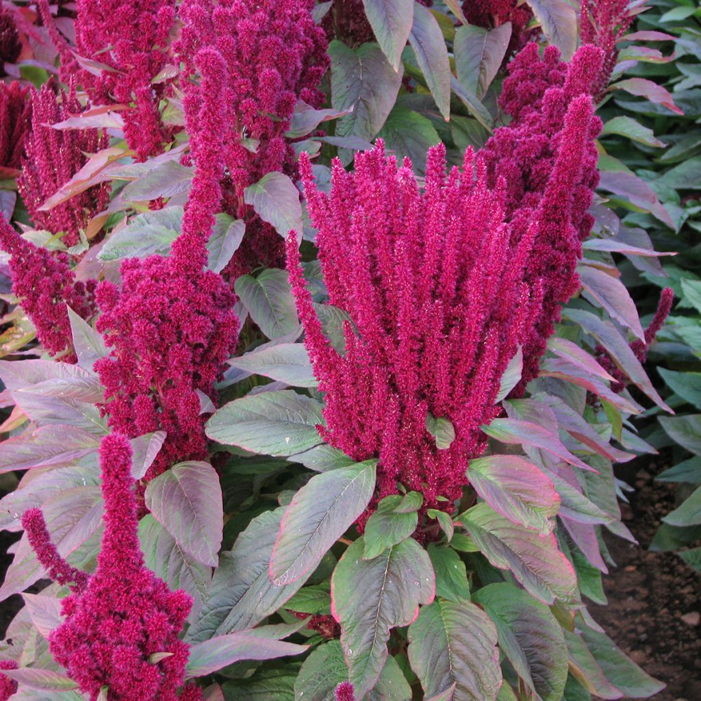 Semillas de Amaranthus cruentus Red Cathedral