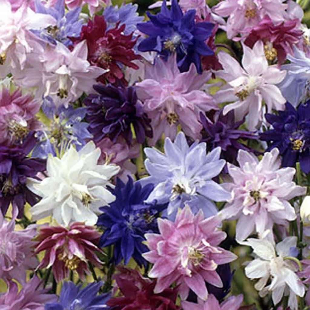Aquilegia vulgaris Barlow Mixture (semillas) - Aguileña