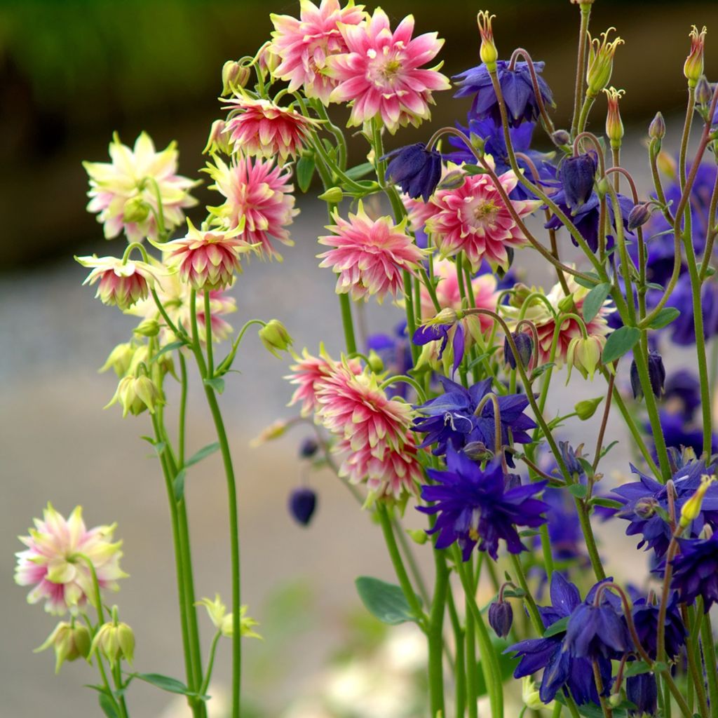 Aquilegia vulgaris Barlow Mixture (semillas) - Aguileña