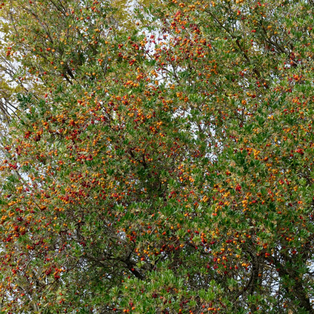 Semillas de Madroño - Arbutus unedo