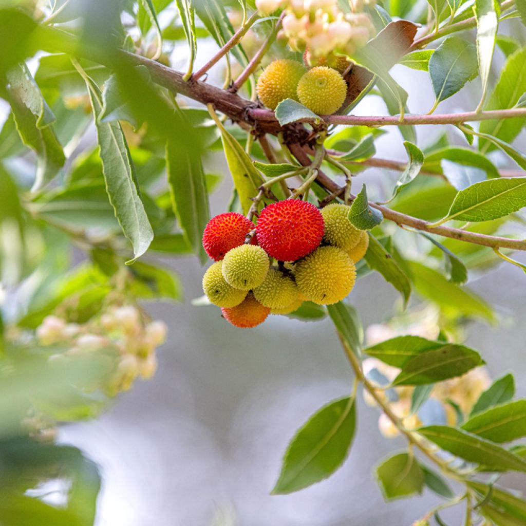 Semillas de Madroño - Arbutus unedo