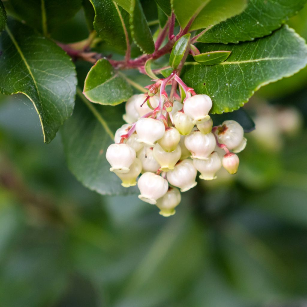 Semillas de Madroño - Arbutus unedo