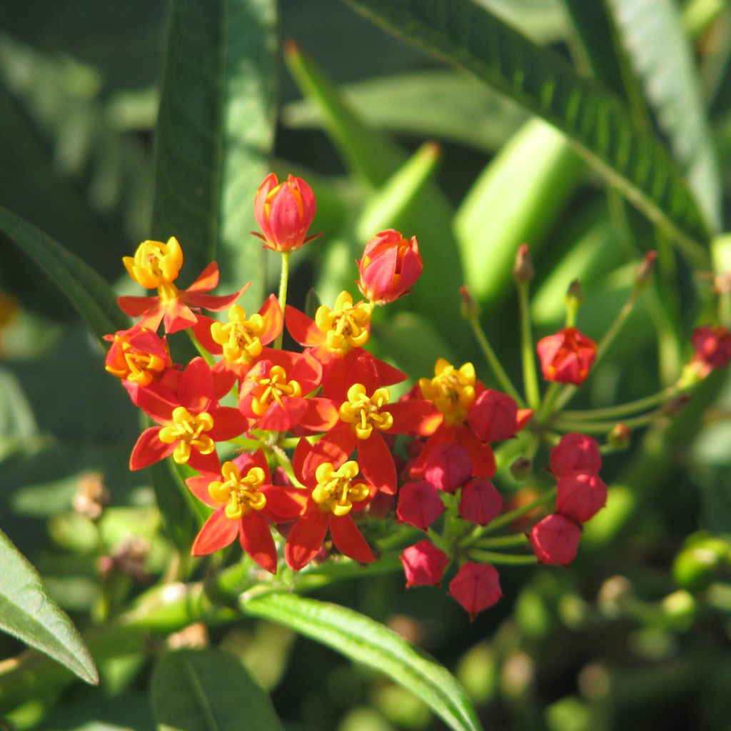 Semillas de Asclepias curassavica Red Butterfly - Flor de sangre