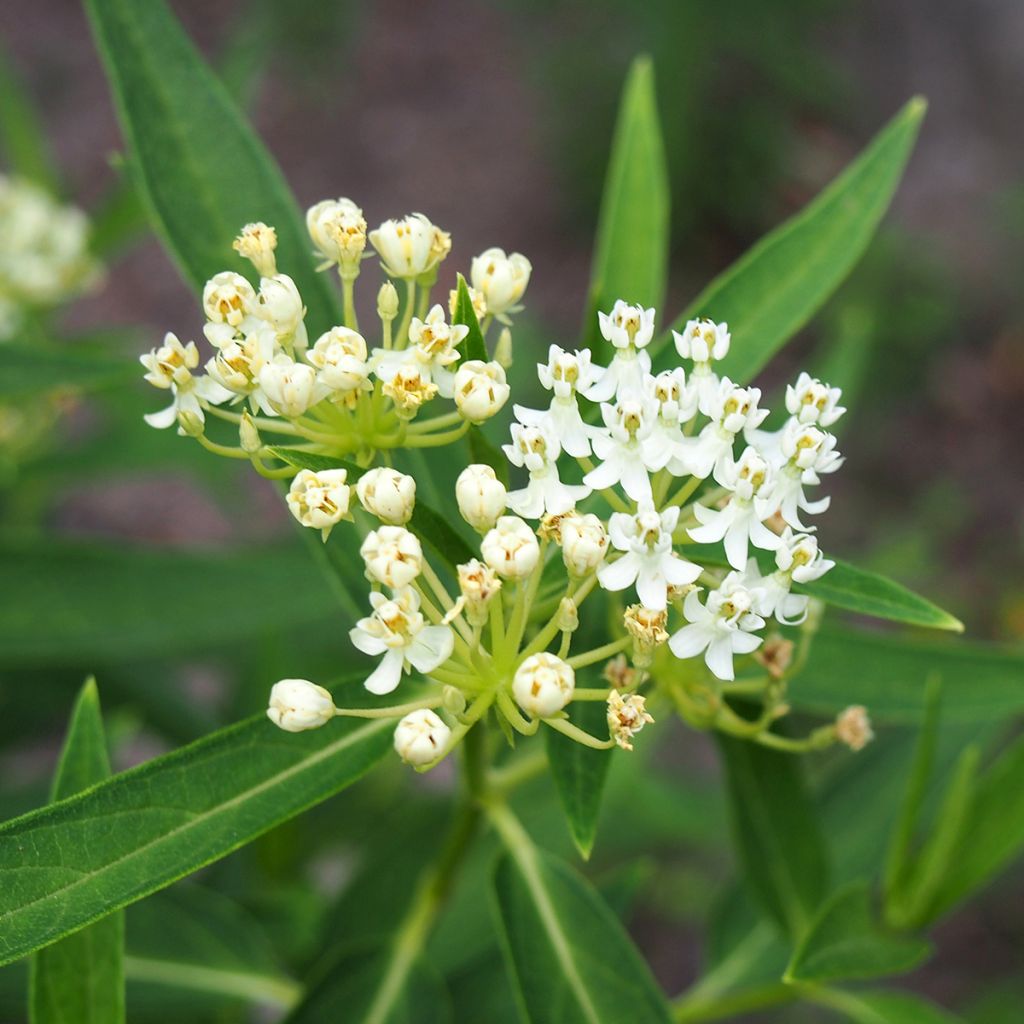 Semillas de Asclepias incarnata blanca - Algodoncillo de México