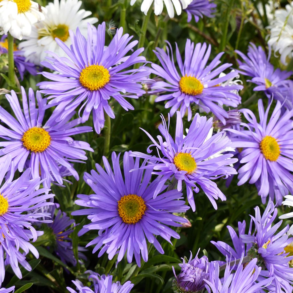 Aster alpinus Goliath (semillas) - Aster alpino