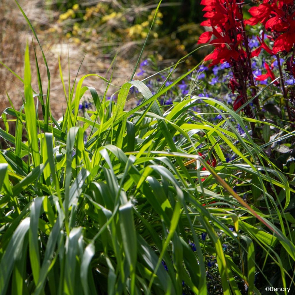 Semillas de Eragrostis spectabilis - Pasto de plumas