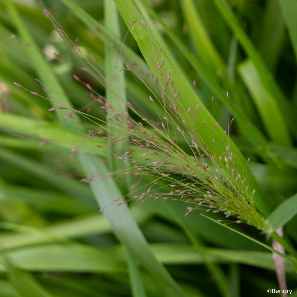 Semillas de Eragrostis spectabilis - Pasto de plumas
