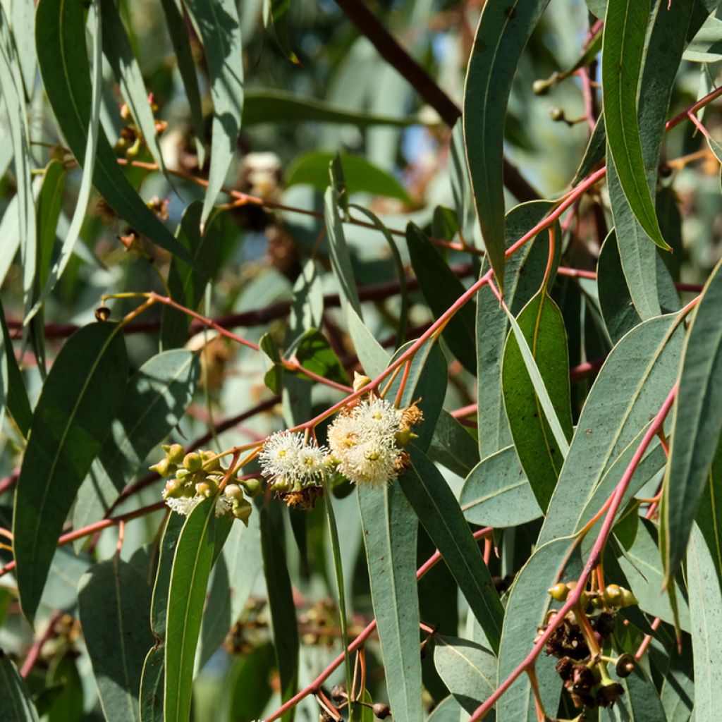 Semillas de Eucalipto globulus