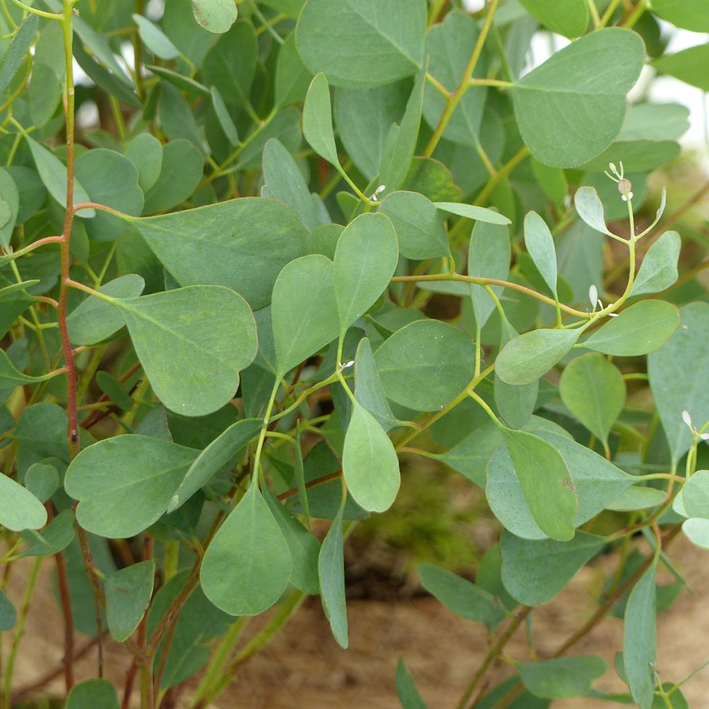 Eucalyptus websteriana (semillas)