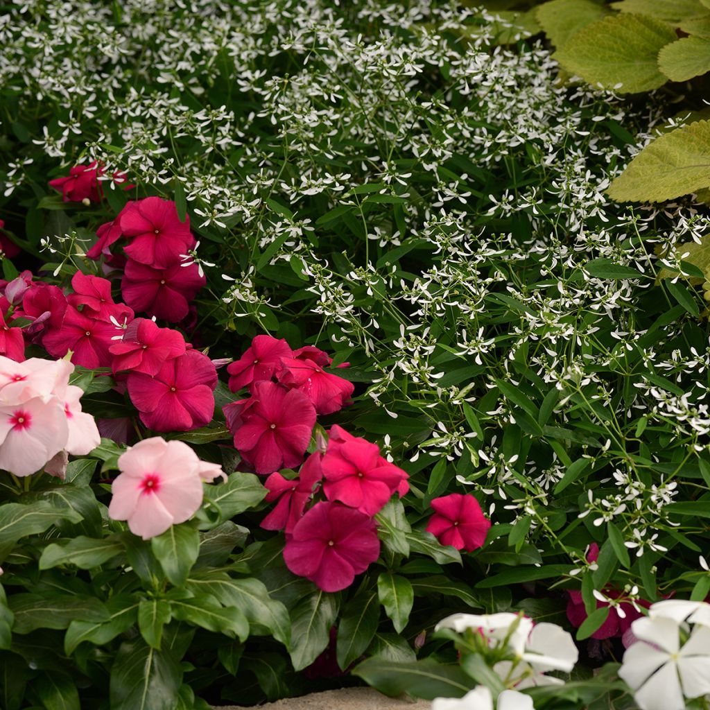 Semillas de Euphorbia graminea Glamour - Lechetrezna