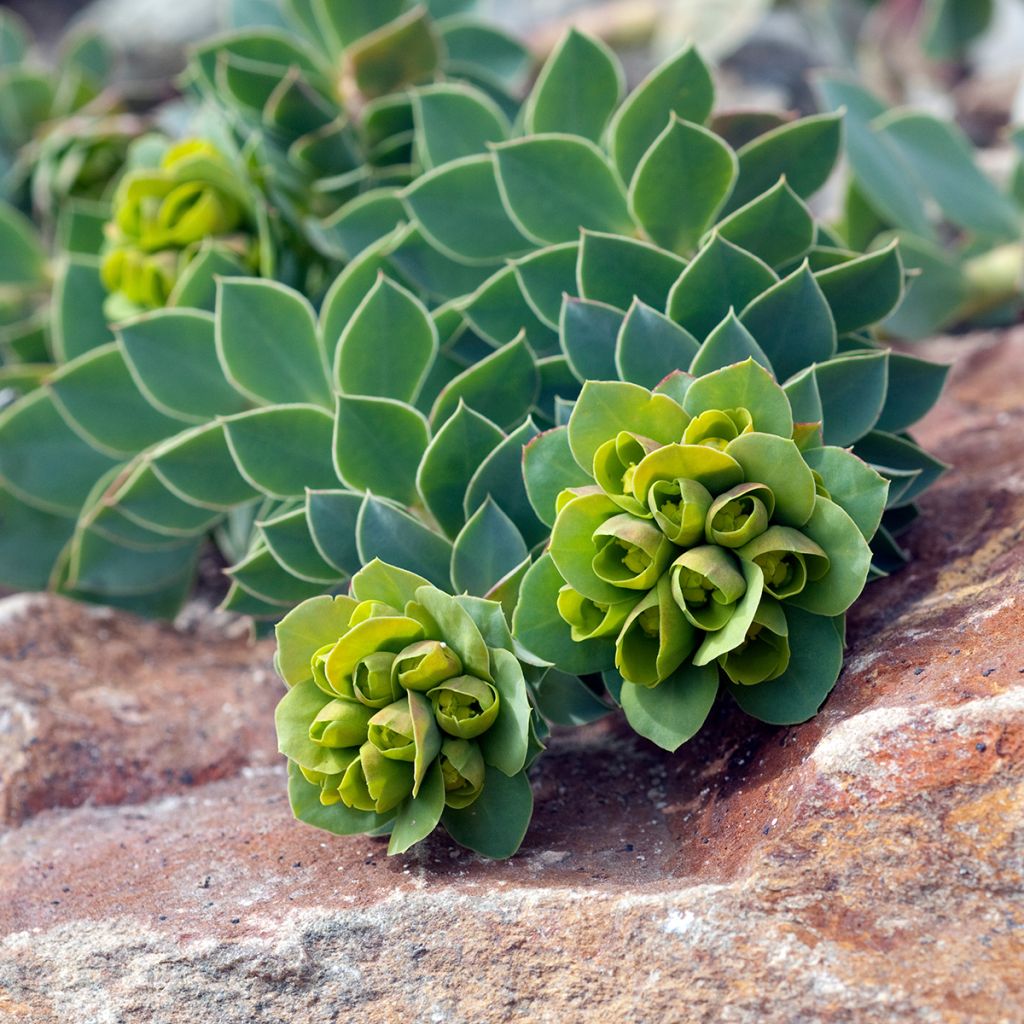 Euphorbia myrsinites (semillas) - Euforbia de hoja de mirto
