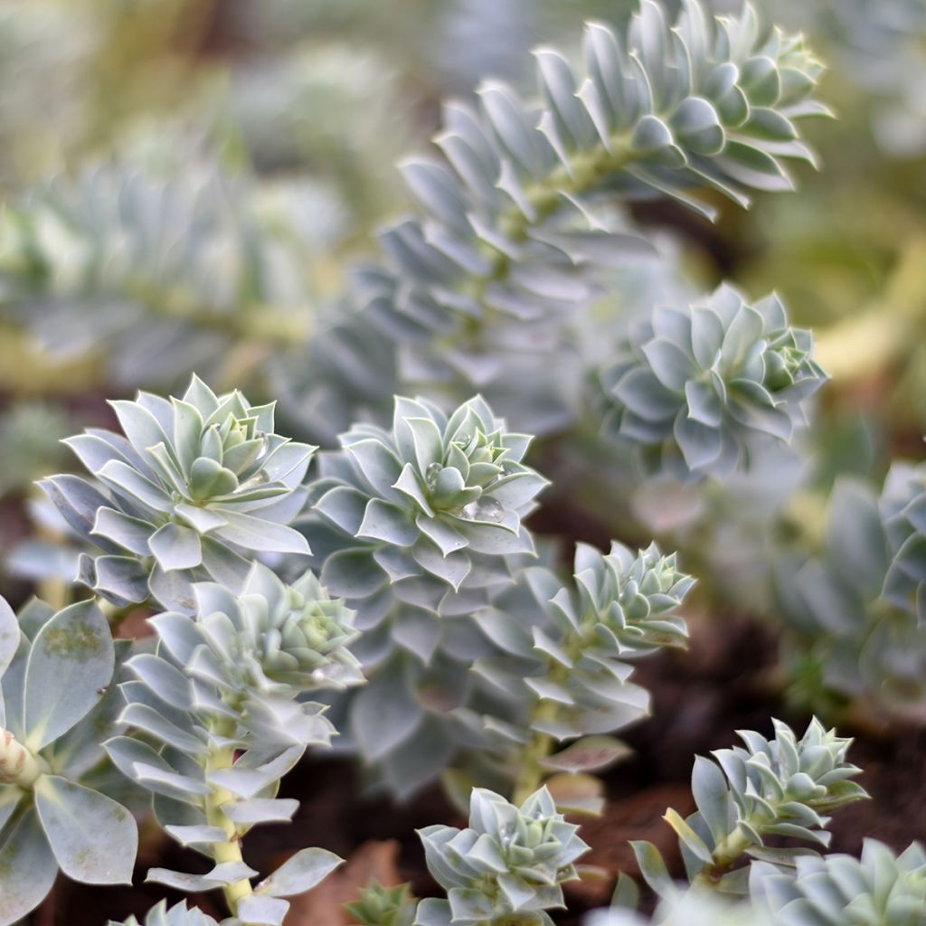 Euphorbia myrsinites (semillas) - Euforbia de hoja de mirto