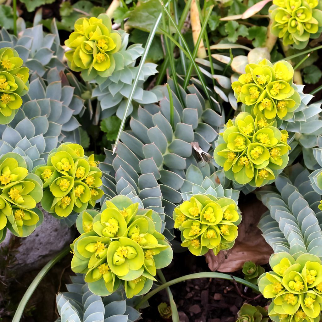 Euphorbia myrsinites (semillas) - Euforbia de hoja de mirto