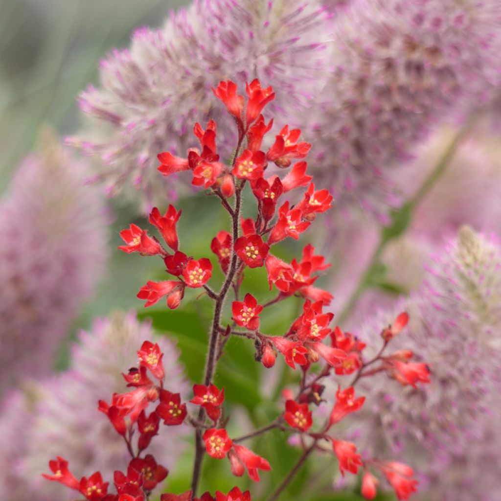 Heuchera sanguinea Vivid (semillas) - Coralito