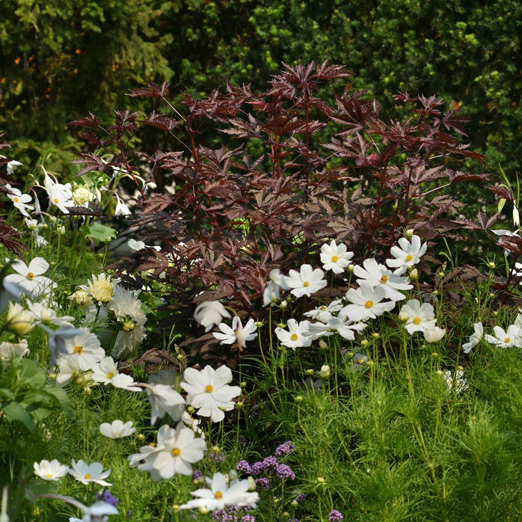 Semillas de Hibisco Mahogany Splendor - Hibiscus acetosella
