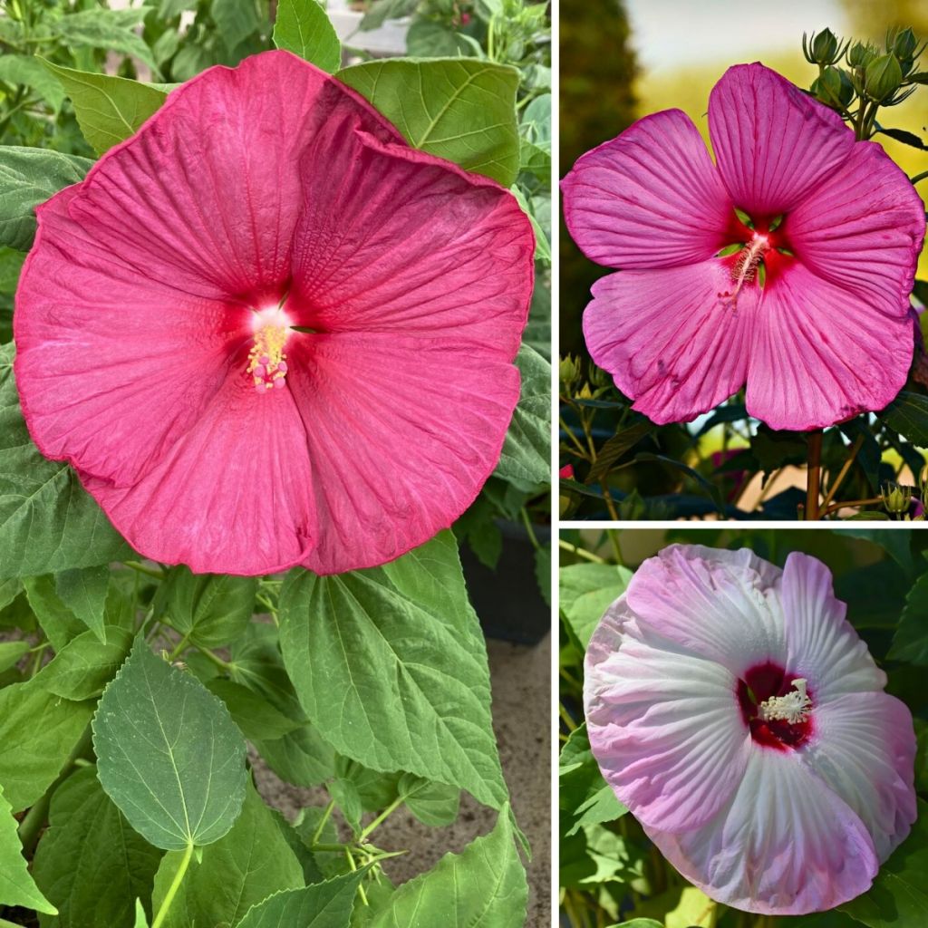Semillas de Hibiscus moscheutos Mix - Hibisco moschetos