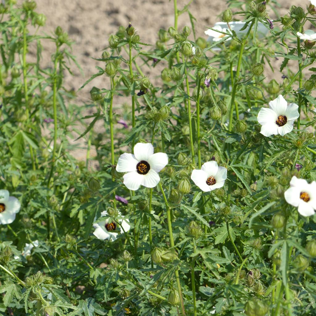 Hibiscus trionum (semillas) - Malva loca