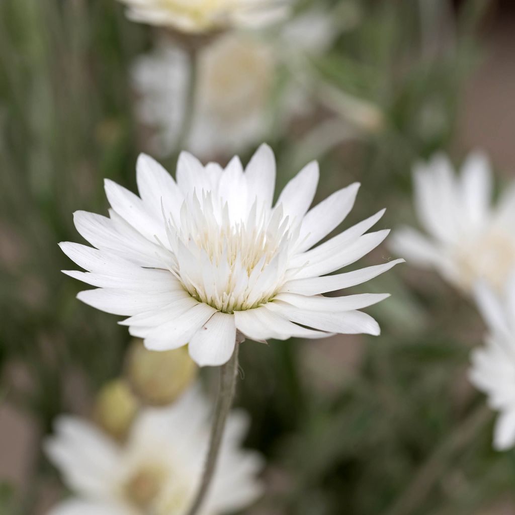 Semillas de Xeranthemum Superbissimum Album - Inmortal