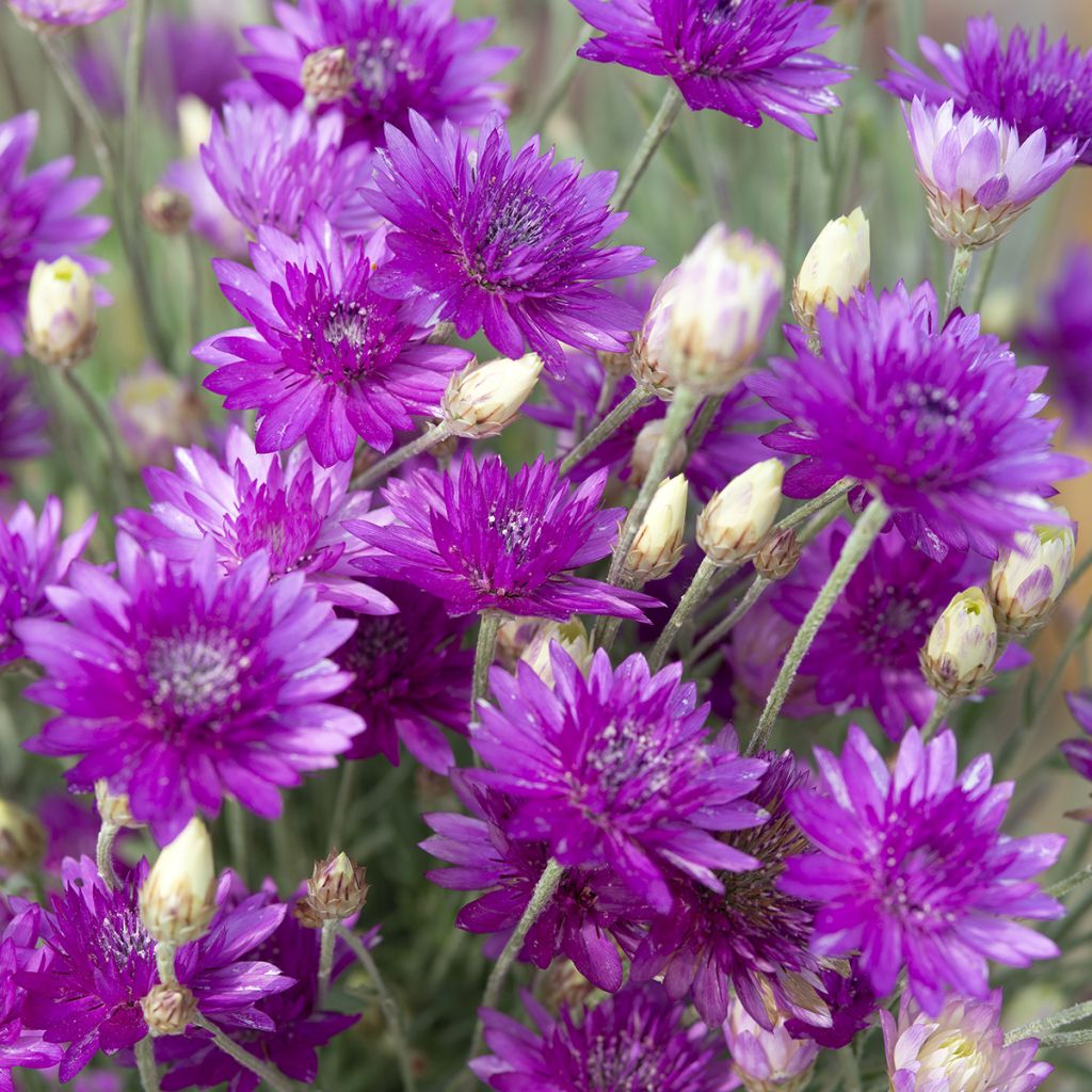 Semillas de Xeranthemum Superbissimum Purpureum - Inmortal