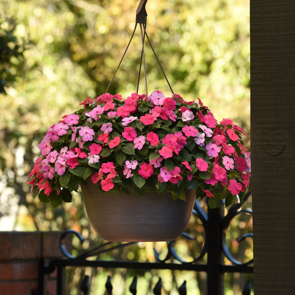 Semillas de Impatiens Beacon F1 Otway Mix - Alegría de la casa