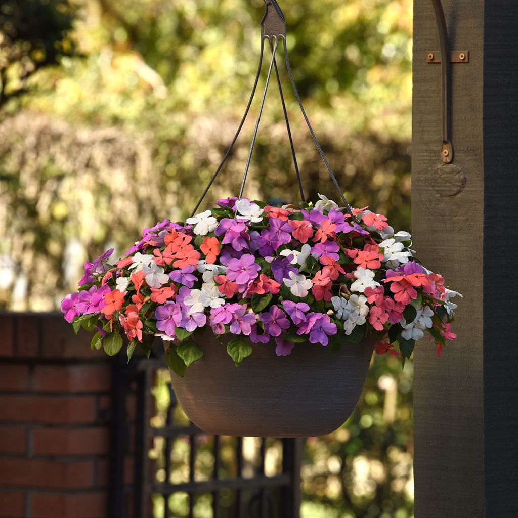 Semillas de Impatiens Beacon F1 Pearl Island Mix - Alegría de la casa