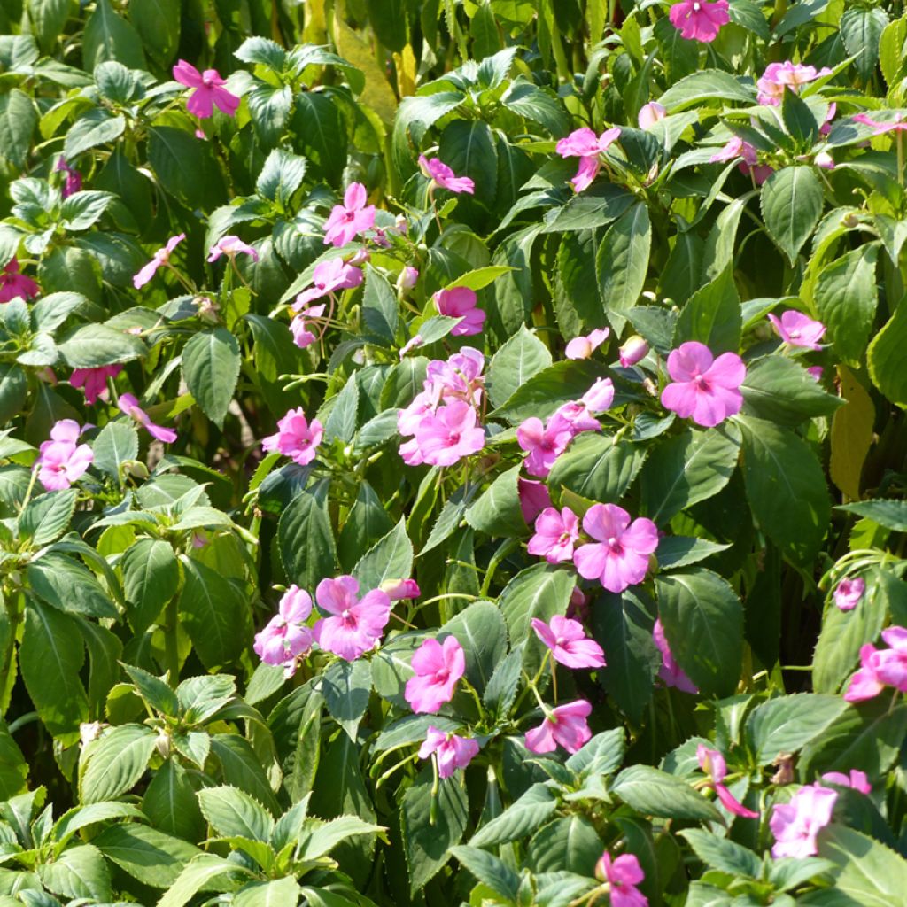 Graines d'Impatiens holstii Mix