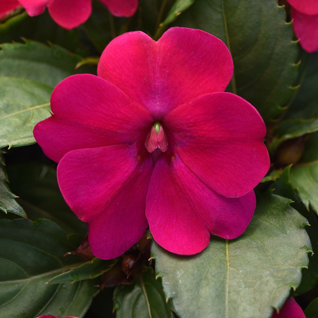 Semillas de Impatiens Solarscape Magenta Bliss - Alegría