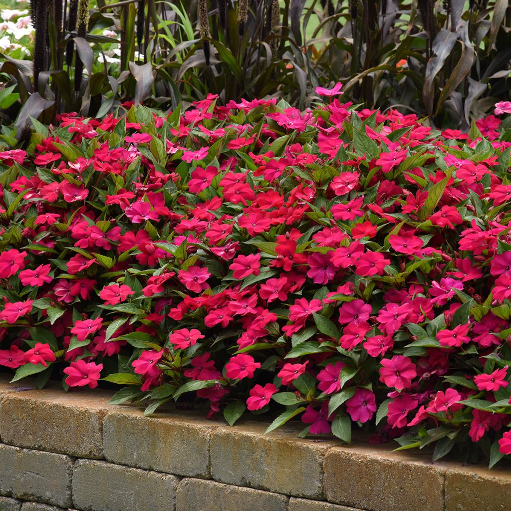 Semillas de Impatiens Solarscape Magenta Bliss - Alegría
