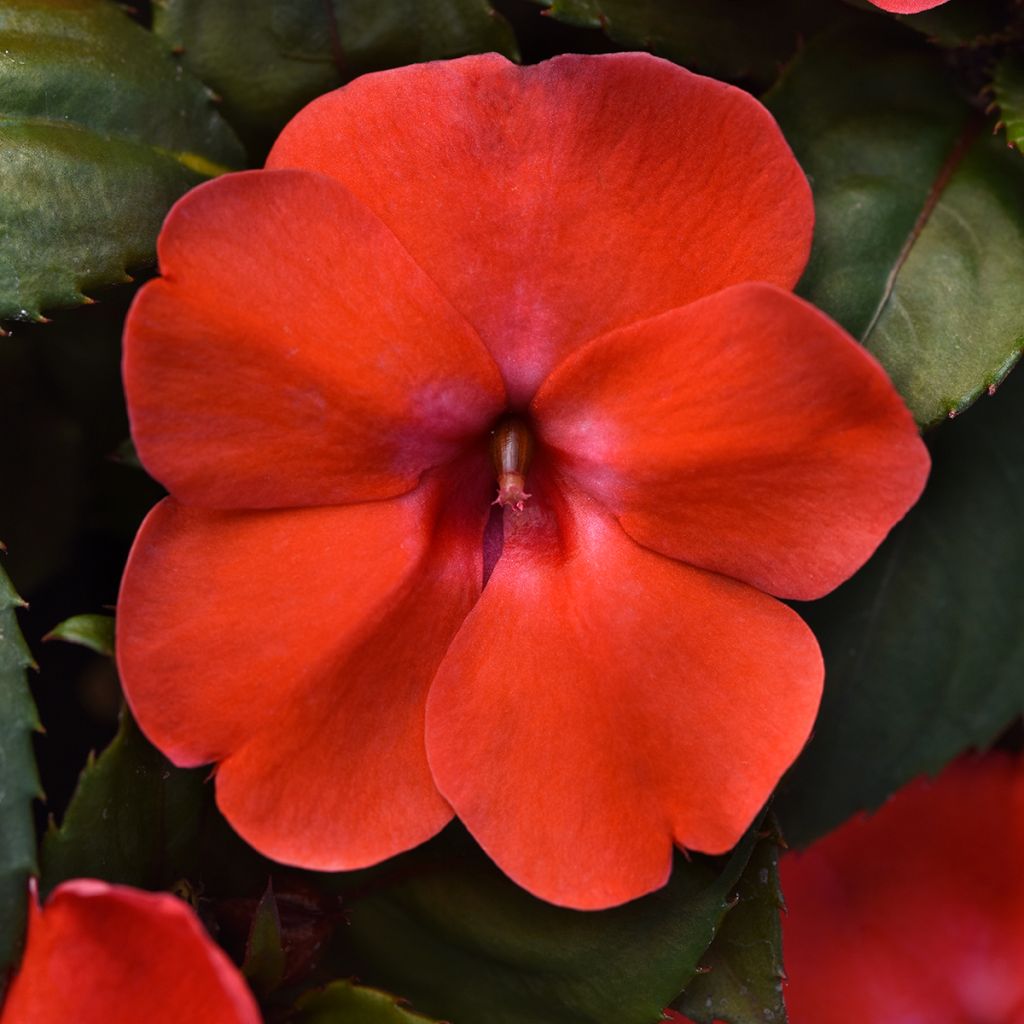 Semillas de Impatiens Solarscape Orange Burst - Alegría