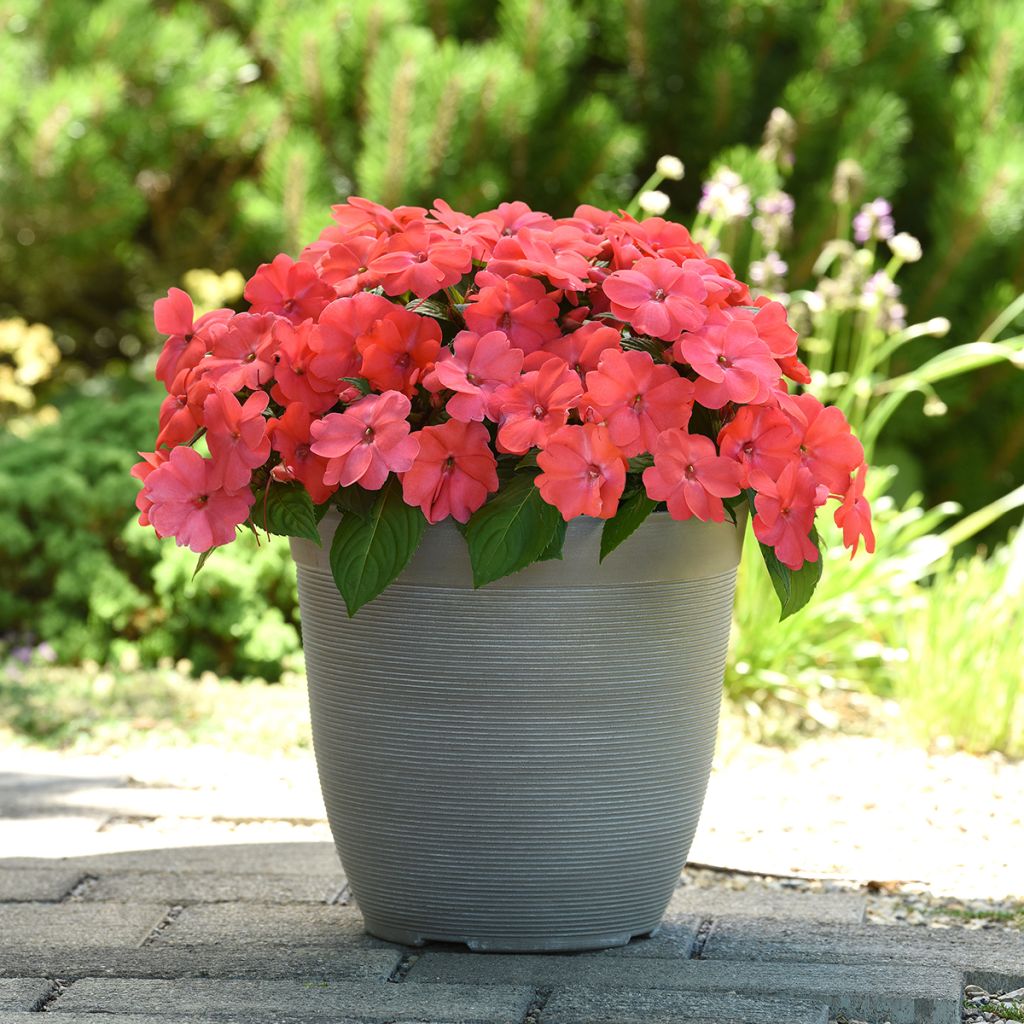 Semillas de Impatiens Solarscape Salmon Punch - Alegría