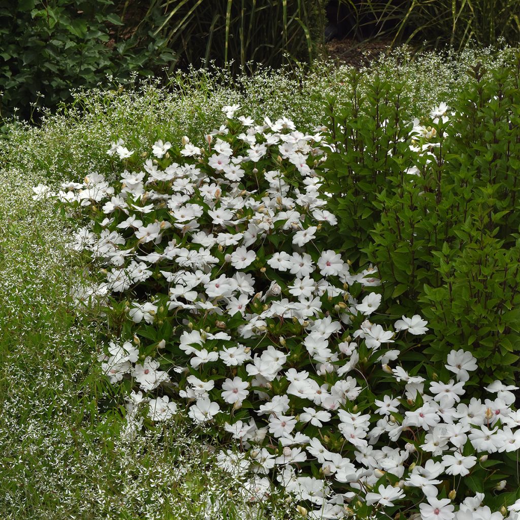 Semillas de Impatiens Solarscape White Pearl - Alegría
